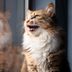 Why Do Cats Chirp? The Reasons Behind This Cute Sound