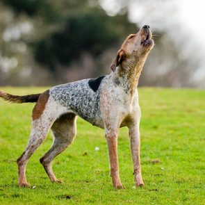 Old dog stands on a green field while howling