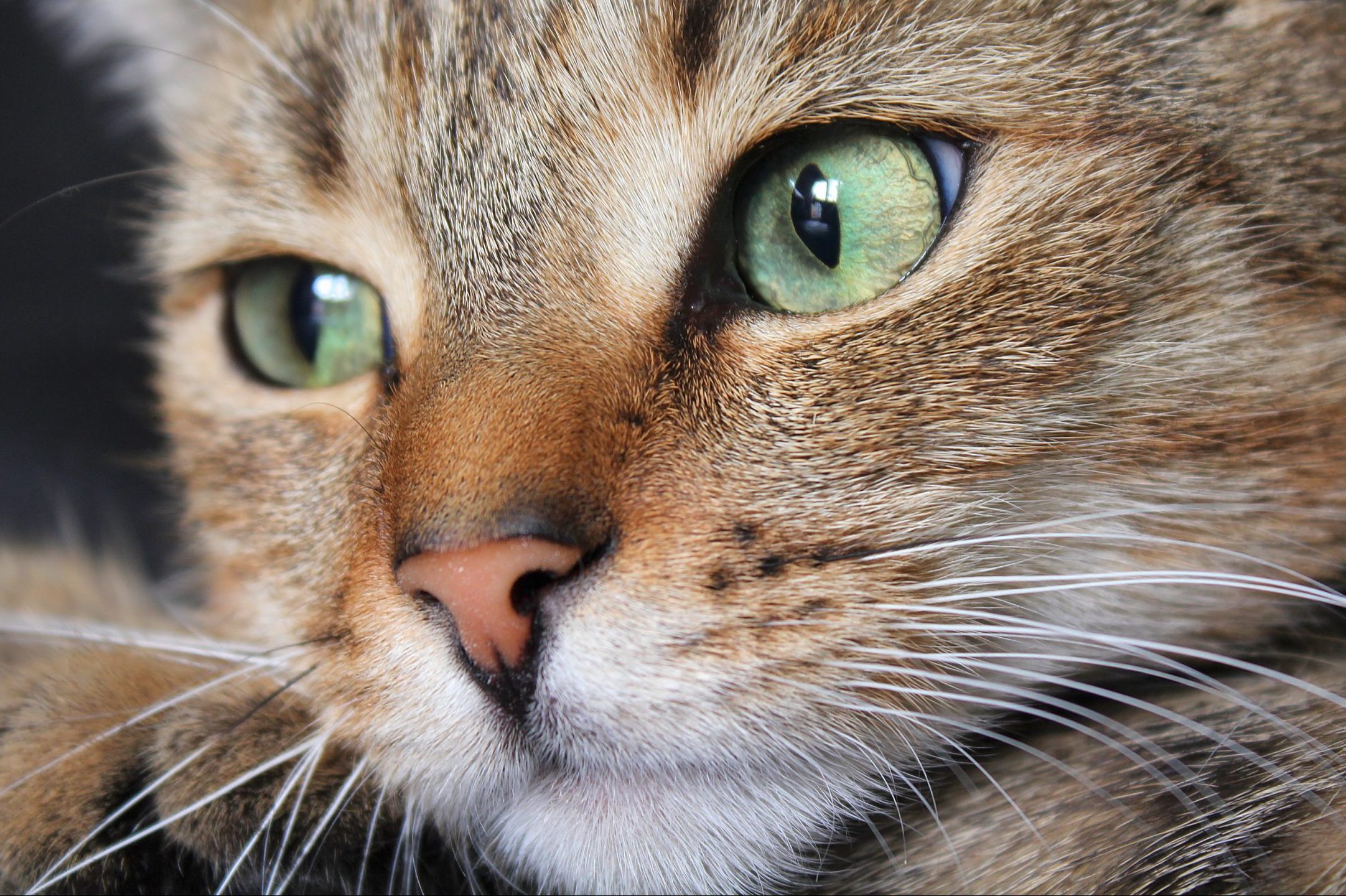 Why Do Cats Have Whiskers? The Reasons, According to a Vet