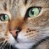 Why Do Cats Have Whiskers? The Reasons, According to a Vet