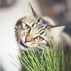 cat eating grass