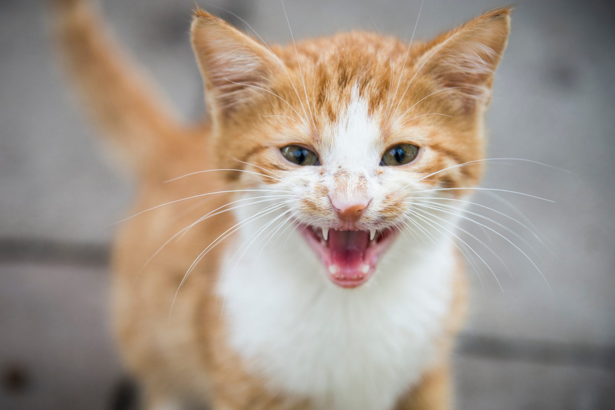 Why Do Cats Meow? These Are the Top 6 Reasons