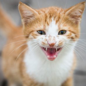 Young red cat near the 
