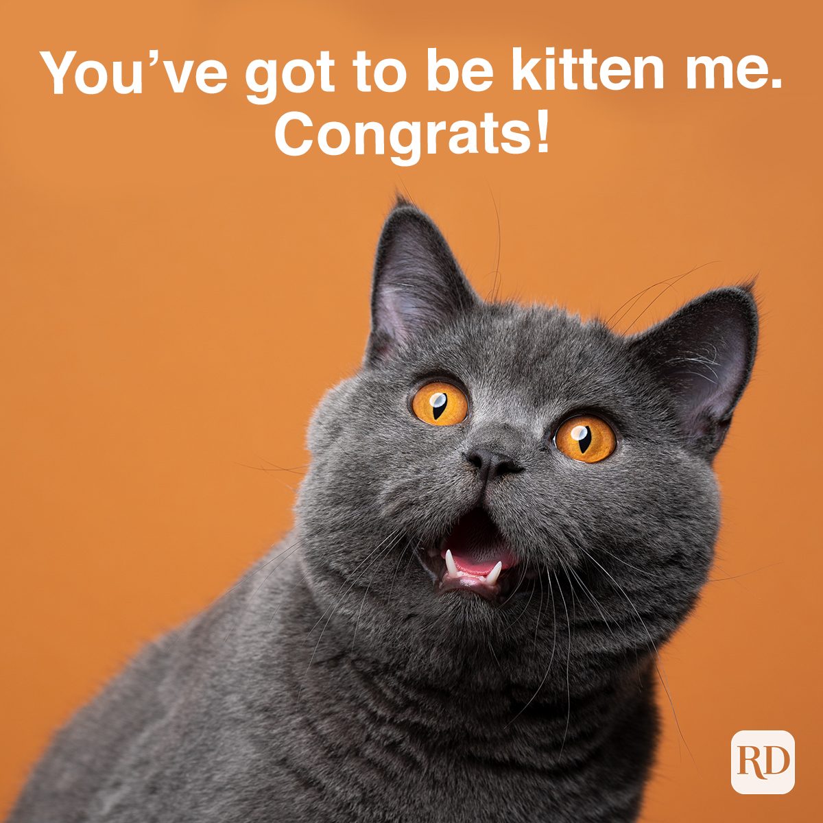 Youve Got To Be Kitten Me Congrats 1361394182