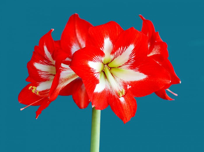 Amaryllis Gettyimages 1239983595 Jvedit