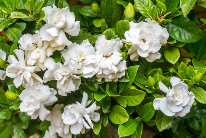 White gardenias flower blooms from above