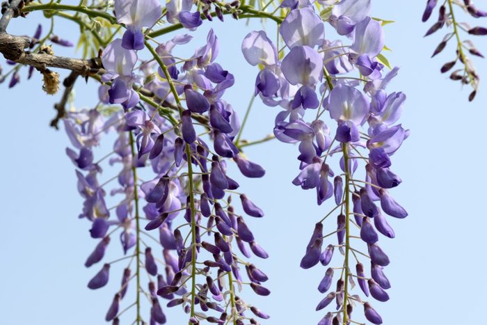 Young greenery and purple wisteria flowers