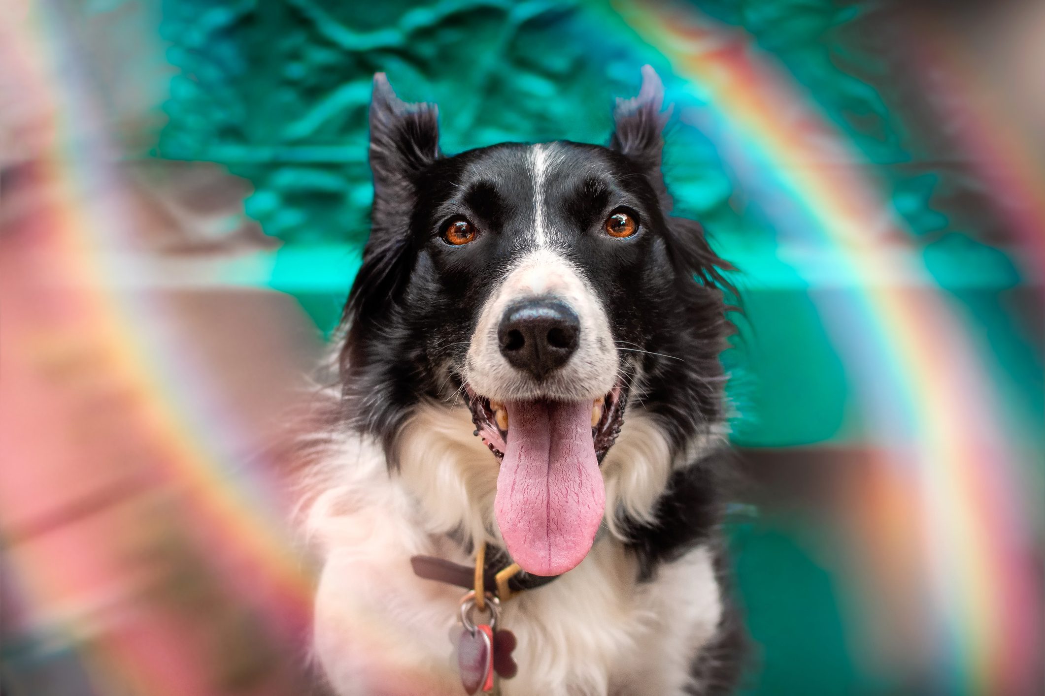 Can Dogs See Color? Learn All About a Dog’s Color Spectrum