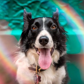 Portrait of a Border Collie with rainbows