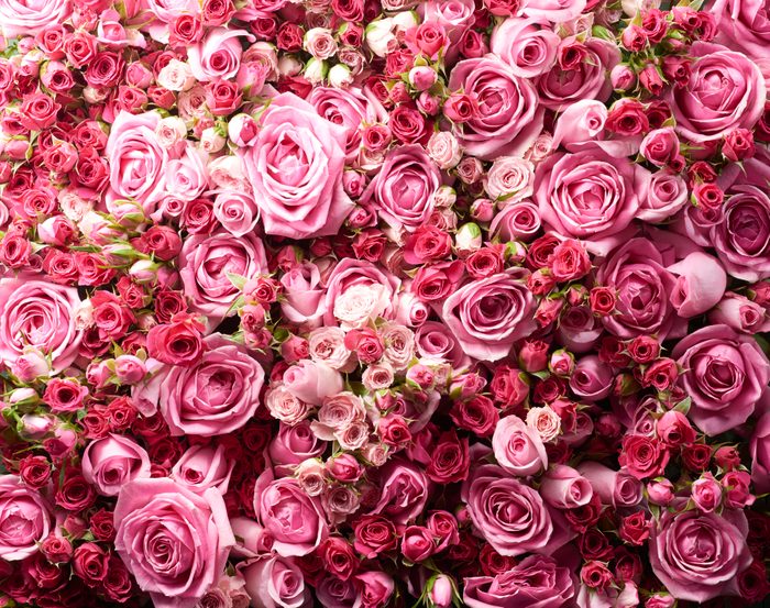 A bunch of pink tea roses close up view from above