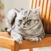 Angry Cat: 14 Signs Your Cat Is Mad at You