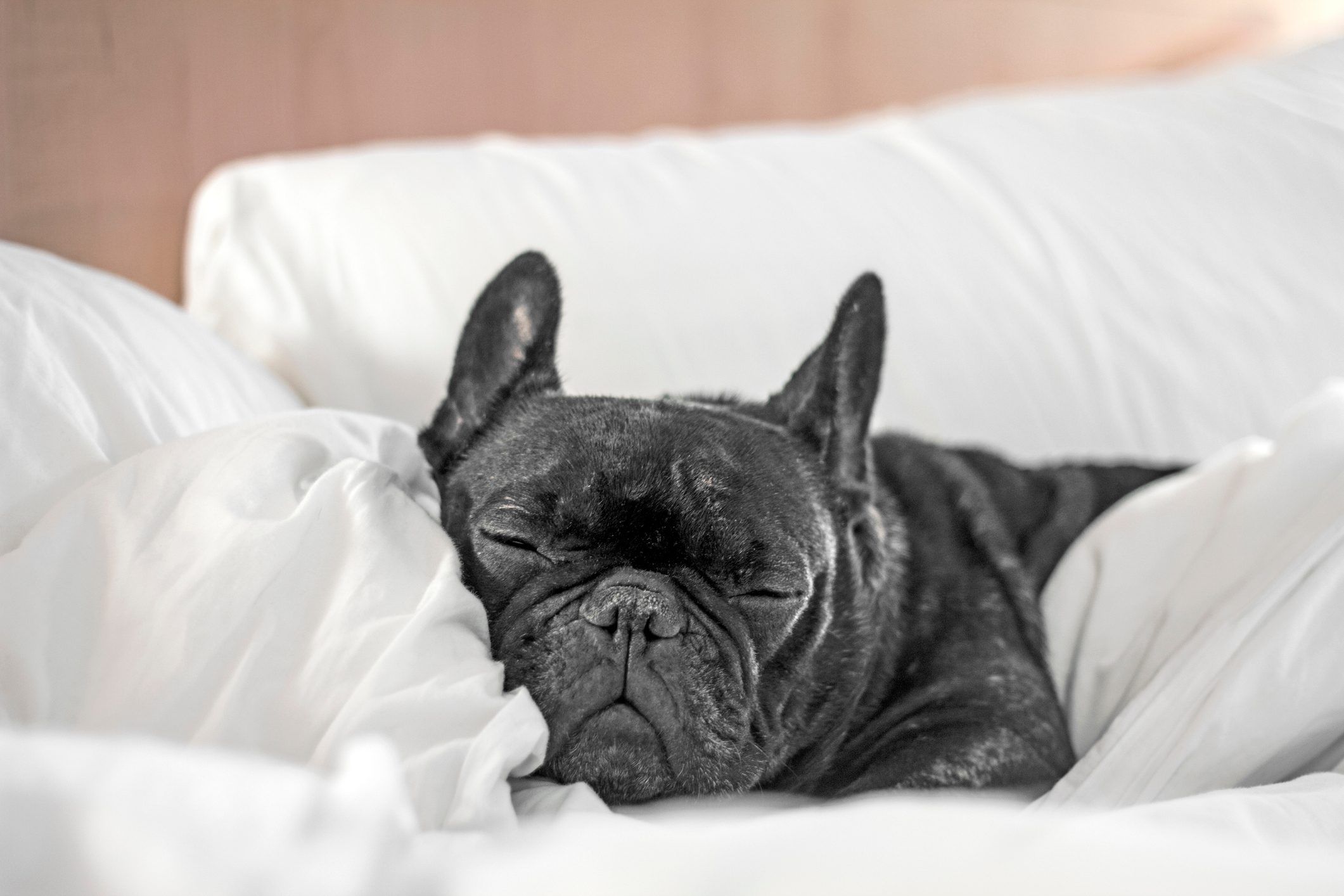 Dog sleeping on a bed