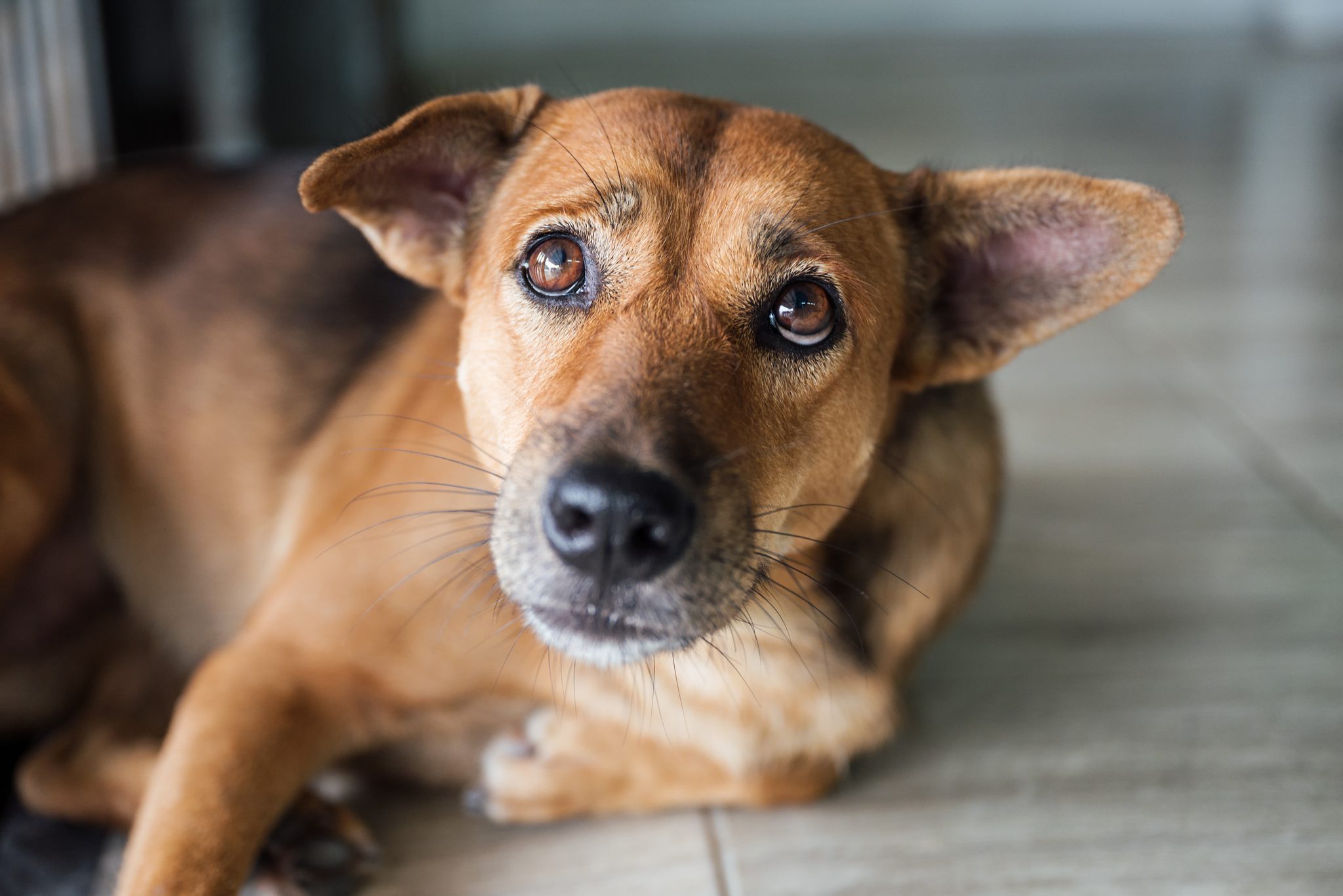 Stray dog that have been taken care stare and suspicious