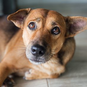 Stray dog that have been taken care stare and suspicious