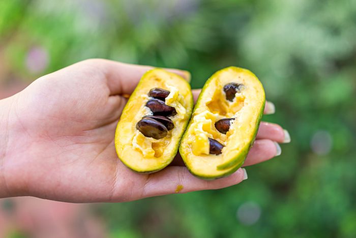 Macro closeup of hand holding ripe open juicy sweet pawpaw fruit in garden wild foraging with yellow texture and seeds