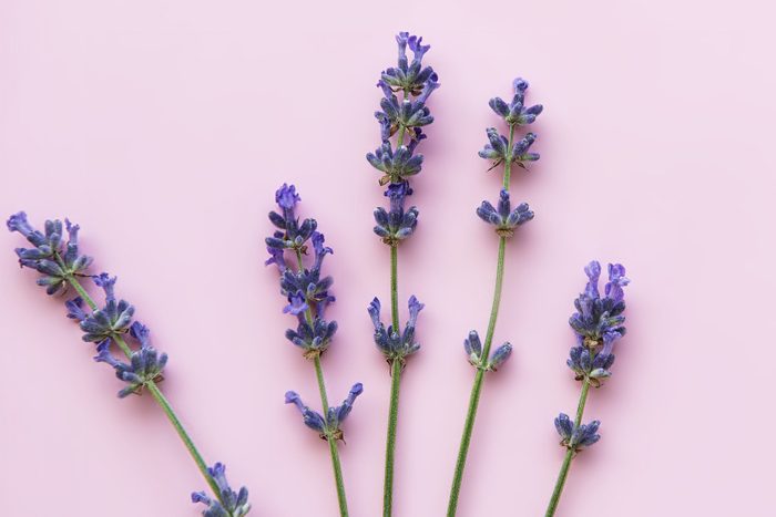 Fresh flowers of lavender, top view on pink background