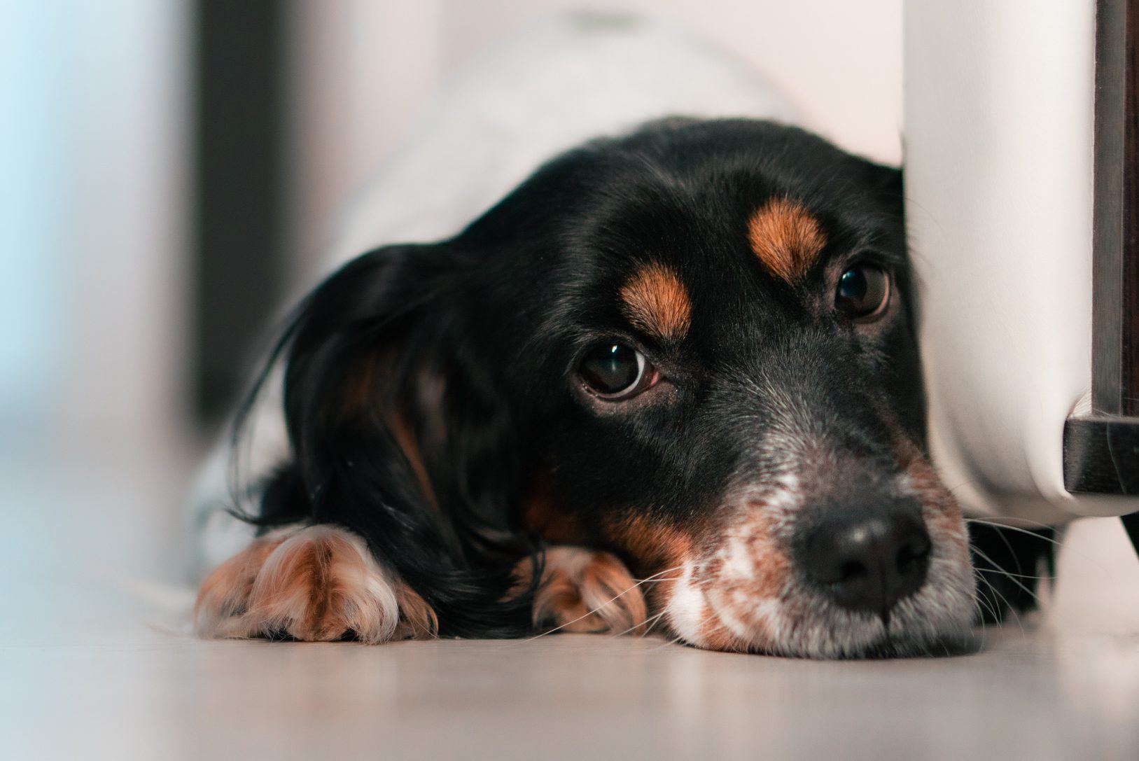 Close-Up Portrait Of Dog Lying On Floor At Home