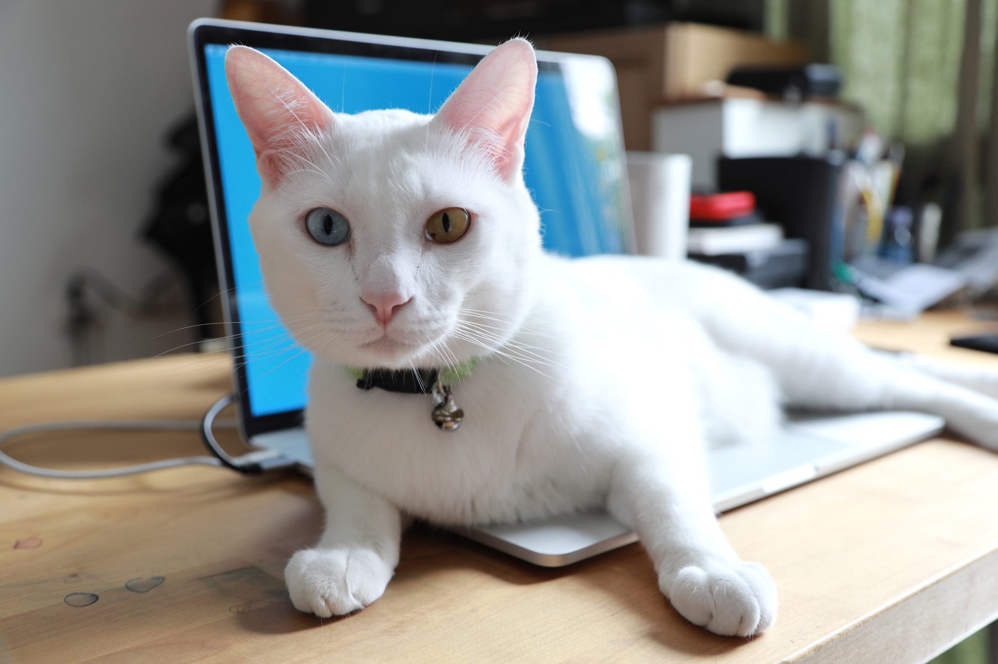 Here’s Why Cats Love Laptops