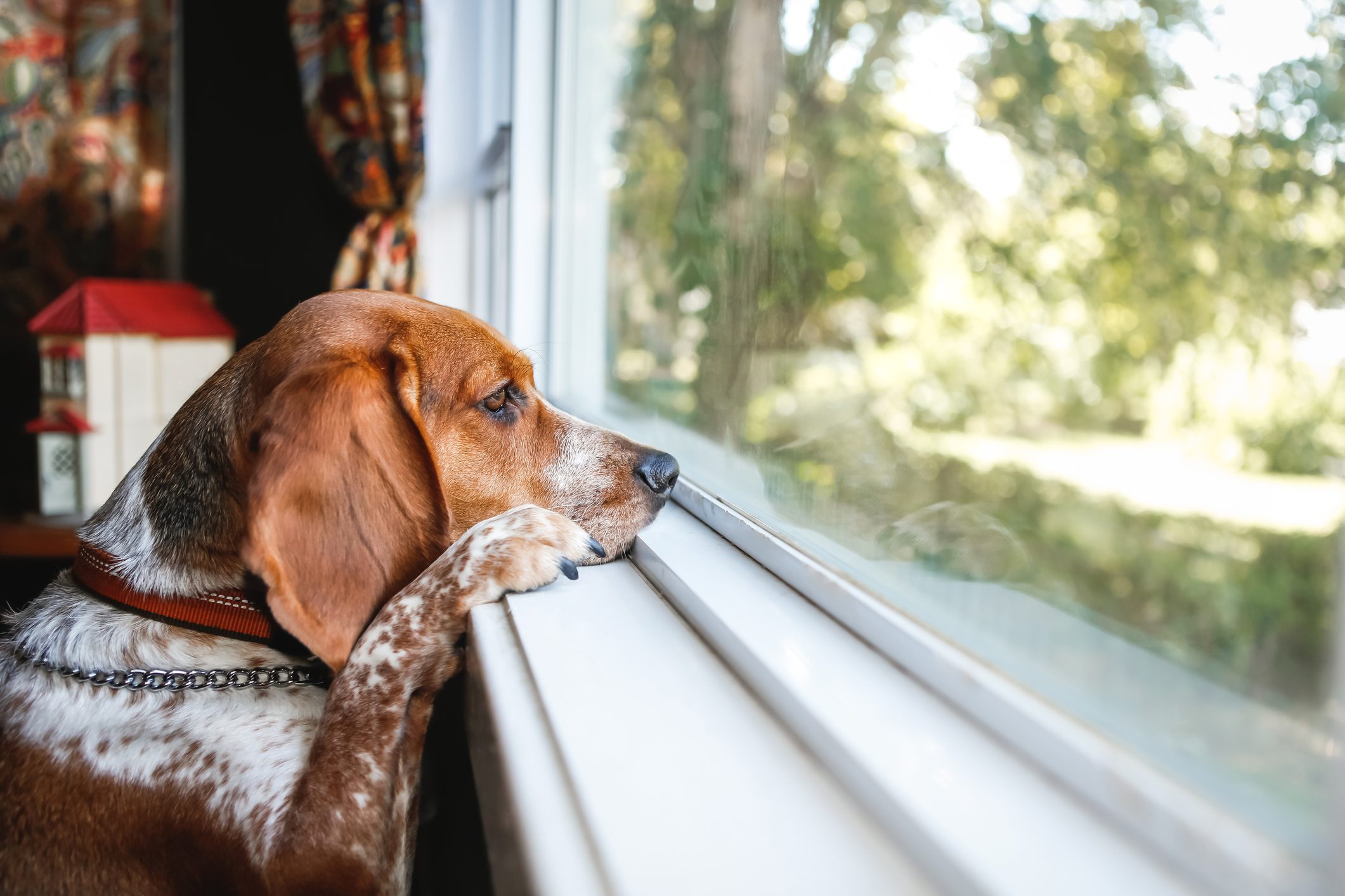 Sad Dog Looking Out Window, Patient Dog Waiting To Go Outside