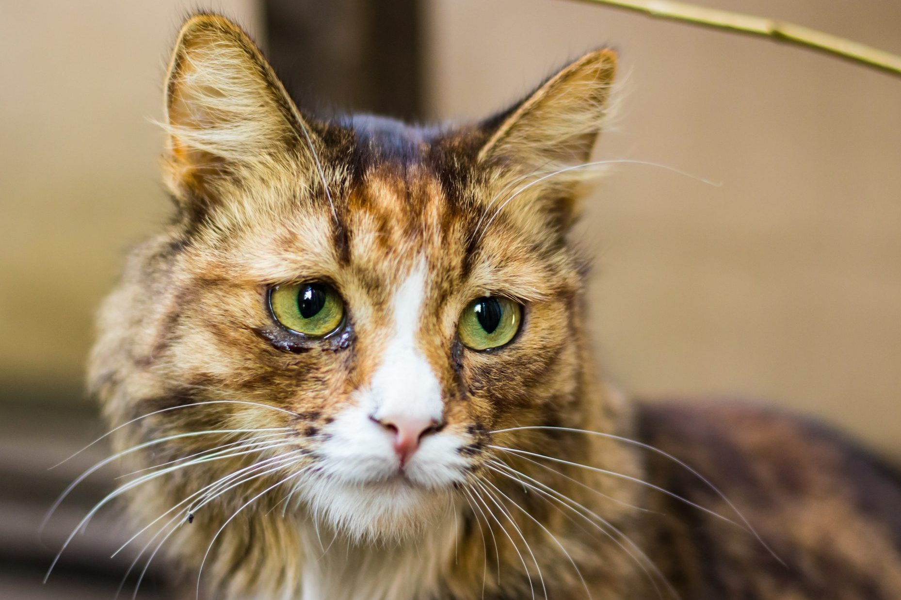 Can Cats Cry?