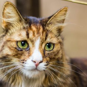 Portrait of a sad cat with an tears in eye