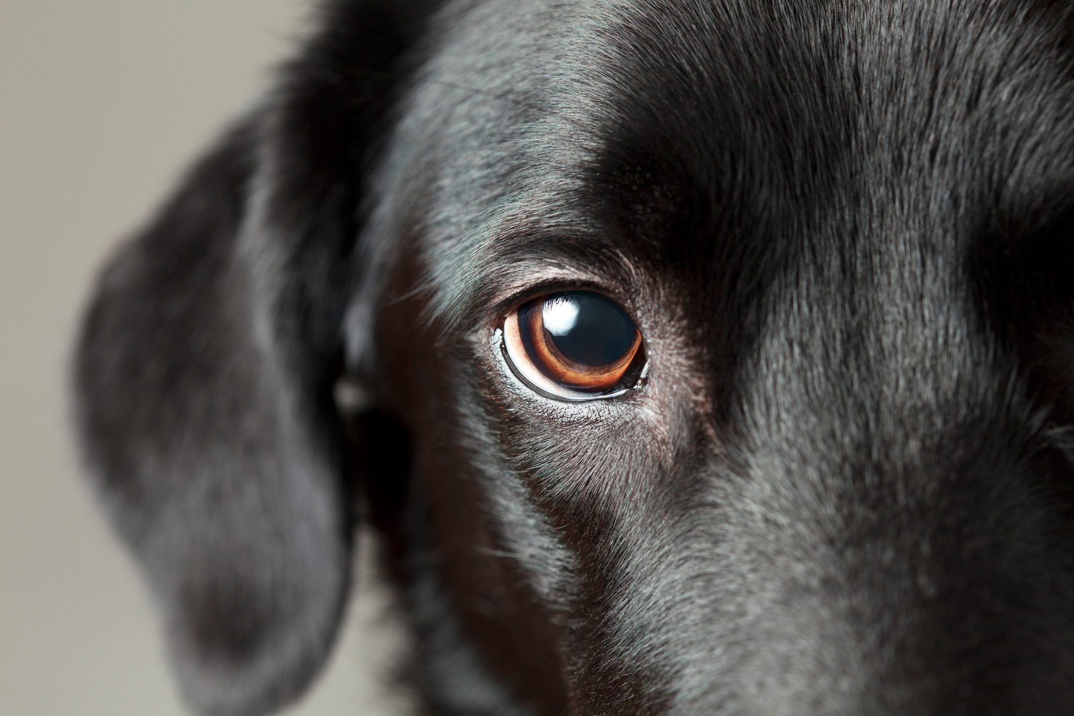 Close-up dog eye looking at you