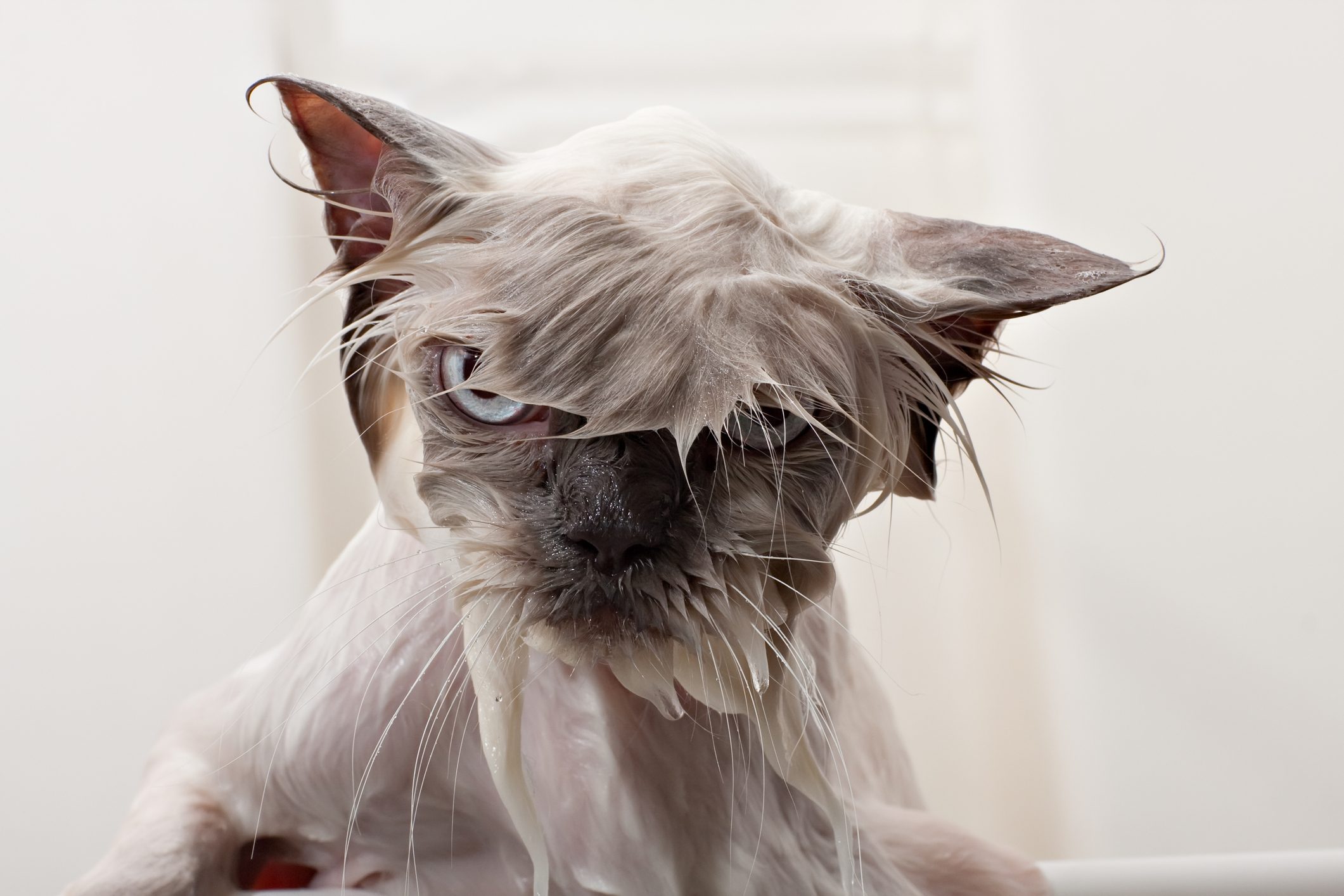 Why Do Cats Hate Water? 6 Reasons Your Cat Doesn’t Like Getting Wet