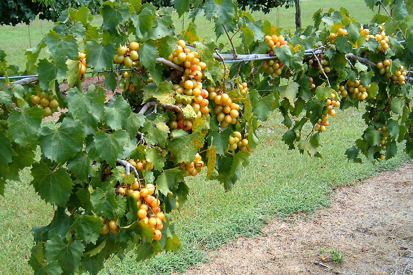 Grapes