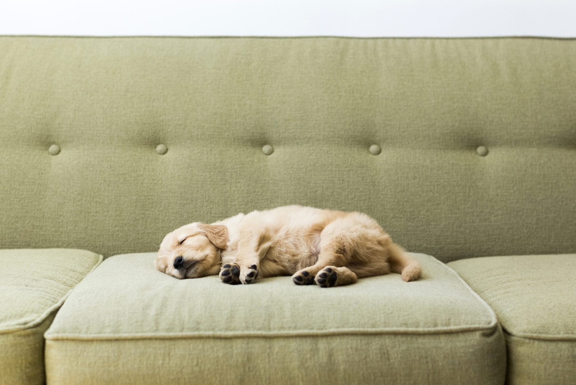 Puppy sleeping and dreaming on sofa