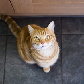 Cat's dinner time