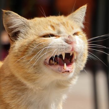 Close-Up Of Cat hissing