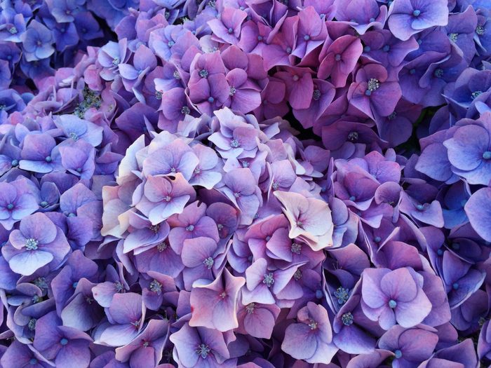 Purple hydrangea flowers