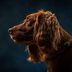 Can Dogs See in the Dark? All About Dogs and Night Vision