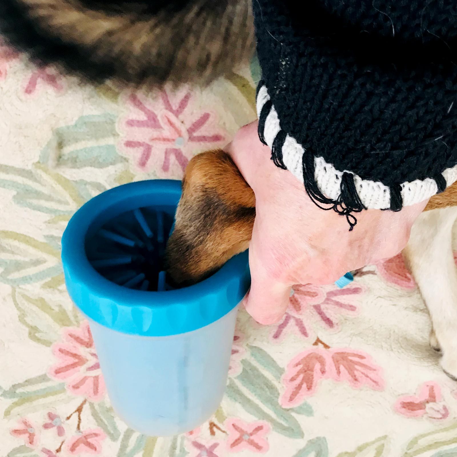 close up of blue Mudbuster and hand holding paw