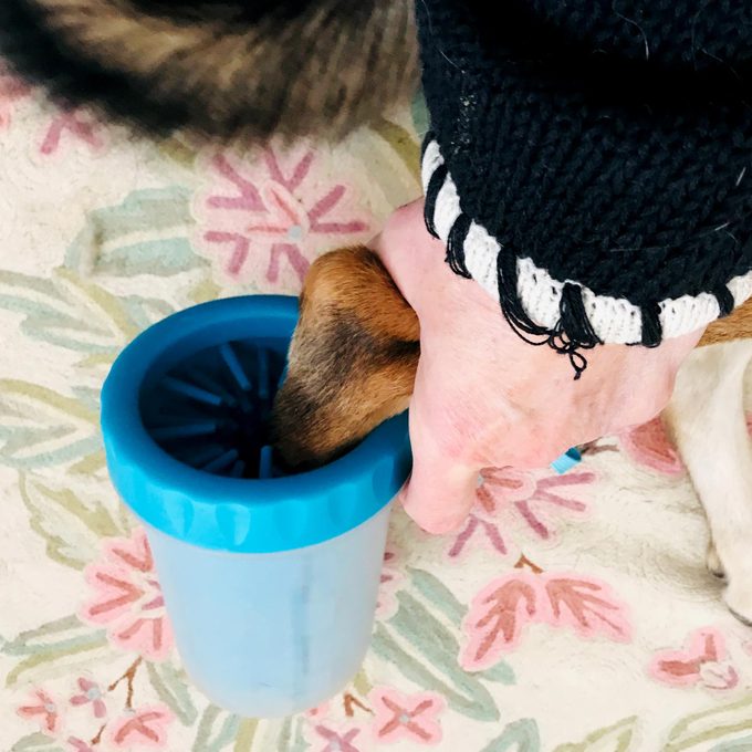 close up of blue Mudbuster and hand holding paw