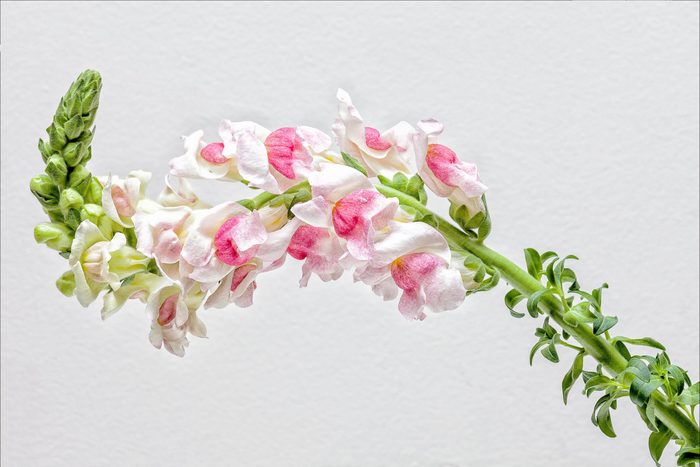 Snapdragon Gettyimages 978102180 Jvedit