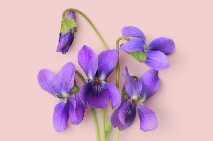Purple Violets Flowers on pink background