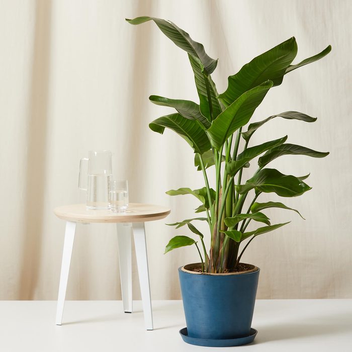 Bloomscape Bird Of Paradise Plant