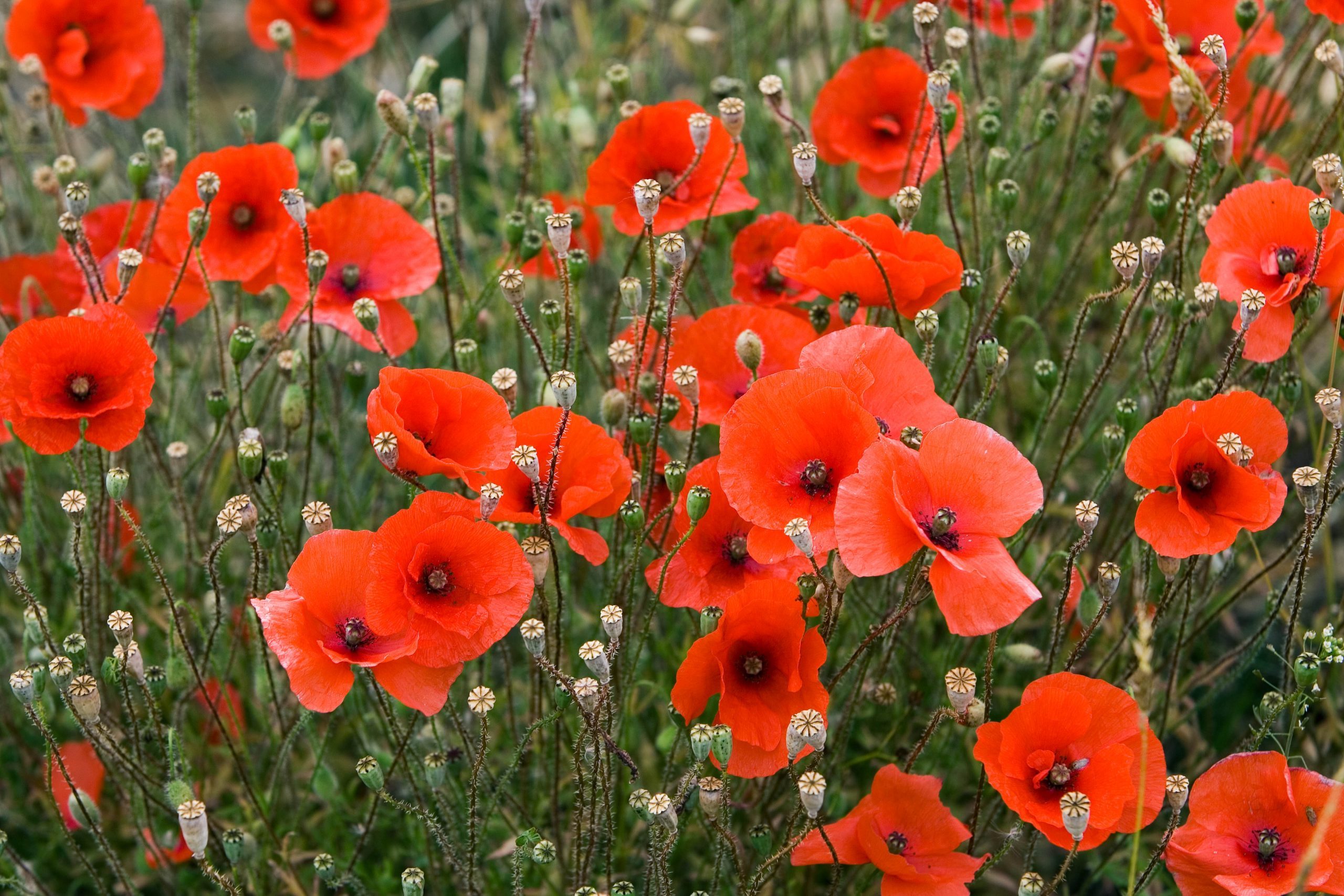 Here’s Why the Poppy Is a Symbol of Memorial Day