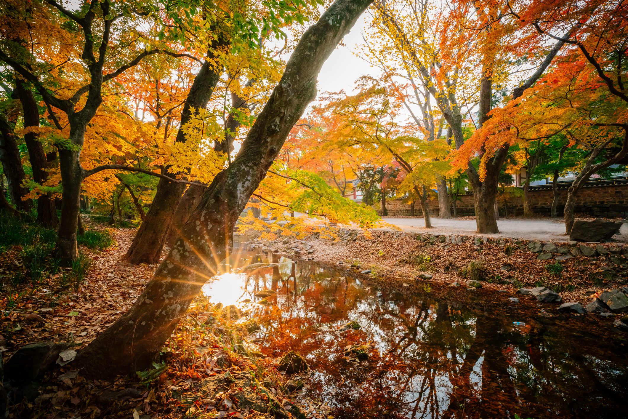 Trees By Lake In Forest During Autumn