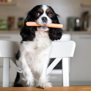 Dog in a kitchen holding a hot dog in its mouth