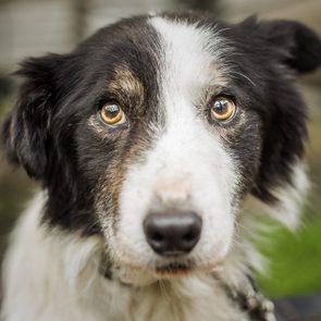 A senior Border Collie dog with a rescue at his foster home, looking at the camera with a nervous expression. He has been adopted!