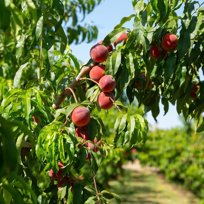 Peaches on trees