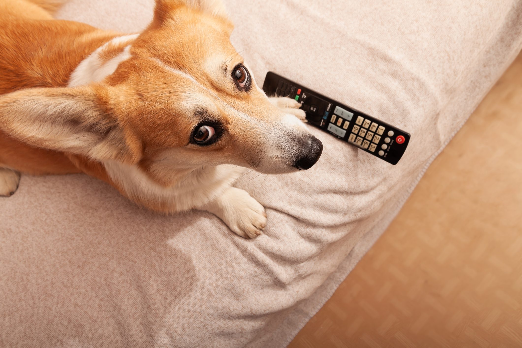 Do Dogs Actually Watch TV?