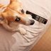 Do Dogs Actually Watch TV?