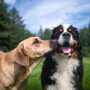 Two dogs playing in the park (one smiling at camera the other sniffing the other)