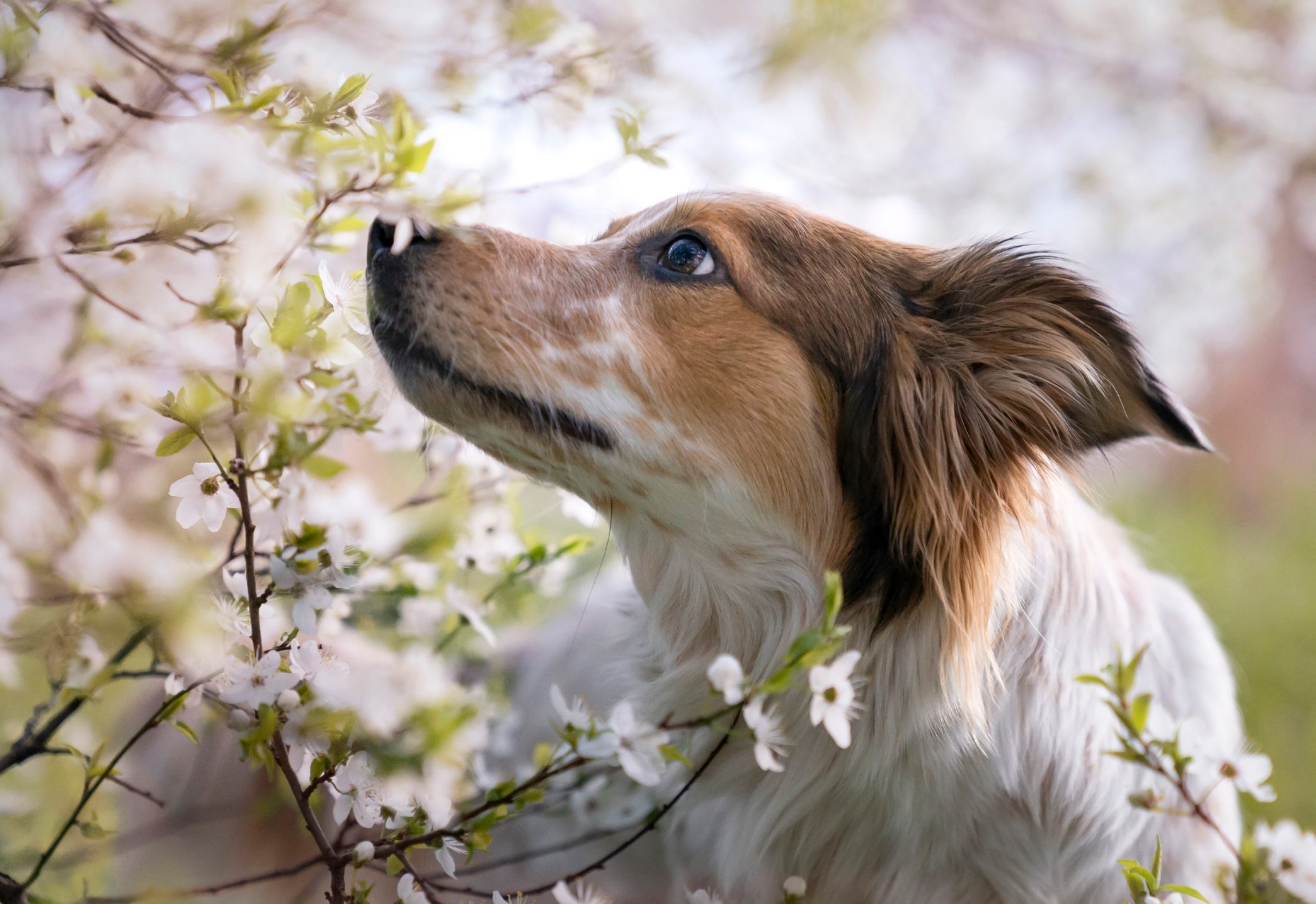 A dog smelling flowers