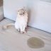 How to Get Rid of Cat Pee Odors from Anywhere in Your Home