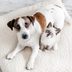 The 10 Easiest Ways to Get Rid of Pet Odor