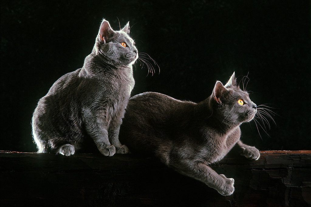 Are Cats Nocturnal? Your Cat’s Overnight Activity, Explained